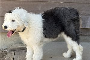 Kimzi - Old English Sheepdog for sale