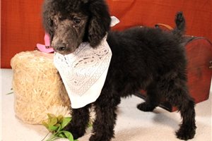 Milton - Poodle, Standard for sale
