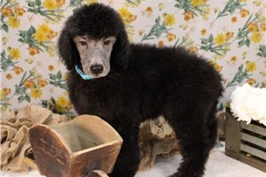 Michael - Poodle, Standard for sale