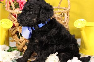 Buster - puppy for sale