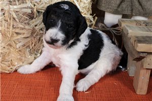 Basil - puppy for sale