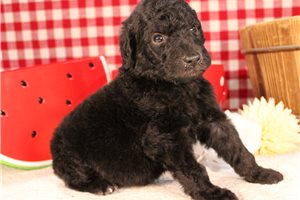 Memphis - Poodle, Standard for sale