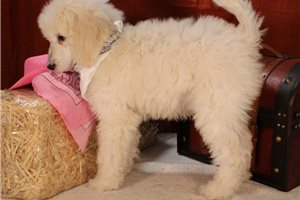 Mogili - Poodle, Standard for sale