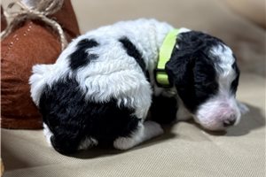 Bentley - puppy for sale