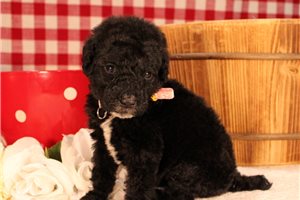 Morgan - Poodle, Standard for sale