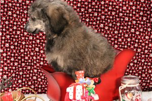 Bodie - Poodle, Standard for sale