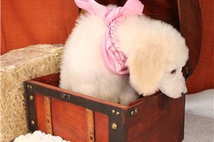 Madison - Poodle, Standard for sale