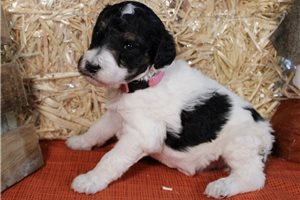 Brooke - puppy for sale