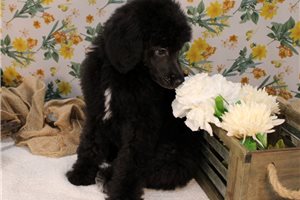 Milo - puppy for sale