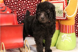 Marissa - Poodle, Standard for sale
