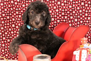 Midas - Poodle, Standard for sale
