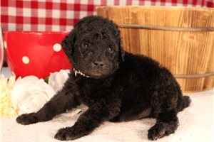 Murphy - Poodle, Standard for sale