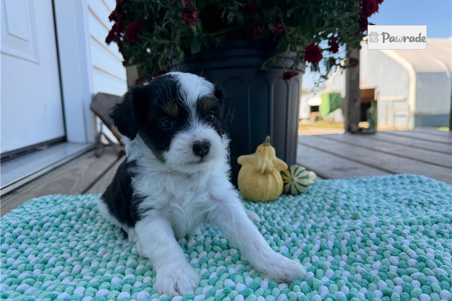 Dixie - Aussiedoodle for sale