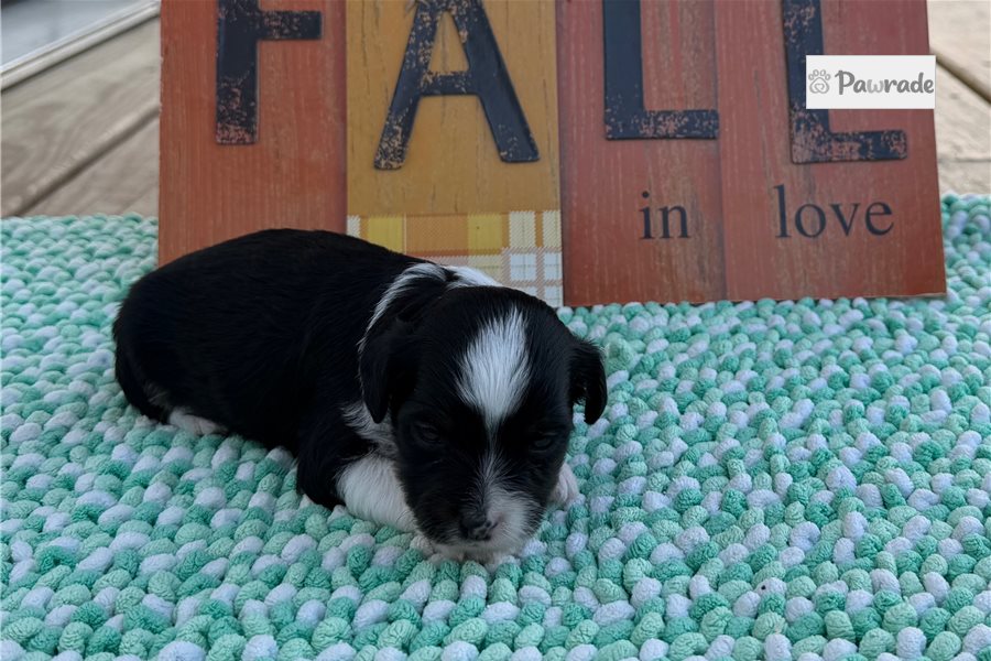 Moxie, female Aussiedoodle puppy for sale