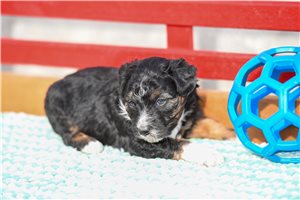 Dancer - Aussiedoodle for sale