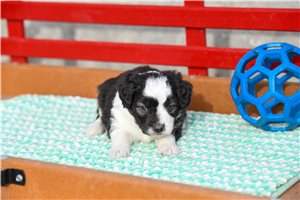 Lily - Aussiedoodle for sale