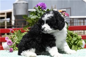 Captain - puppy for sale