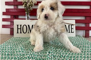 Klaus - Aussiedoodle for sale
