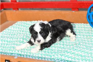 Mindie - Aussiedoodle for sale
