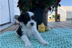 Dixie - Aussiedoodle for sale