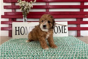Tipsy - Aussiedoodle for sale