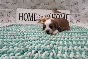 Thunder - puppy for sale