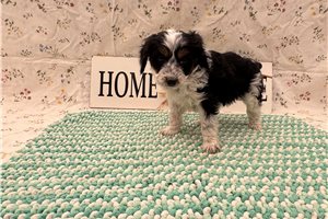 Bubba - Aussiedoodle for sale