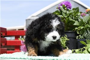 Moxie - puppy for sale