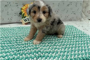 Jett - Aussiedoodle for sale