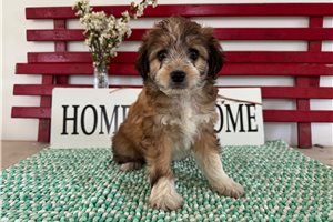 Rusty - Aussiedoodle for sale