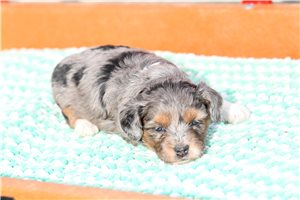 Bunny - Aussiedoodle for sale