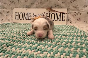 Klaus - puppy for sale