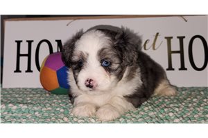 Babe - Aussiedoodle for sale