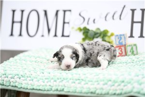 Star - Aussiedoodle for sale