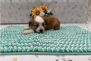 Thunder - Aussiedoodle for sale