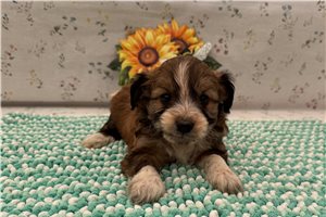 Rusty - Aussiedoodle for sale