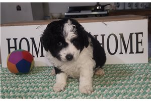 Captain - puppy for sale
