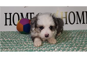 Destiny - puppy for sale