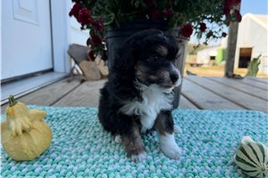 Dancer - Aussiedoodle for sale