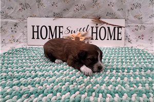 Rusty - Aussiedoodle for sale