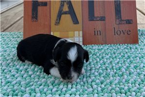 Moxie - Aussiedoodle for sale