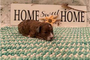 Tipsy - puppy for sale