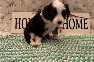 Buster - Aussiedoodle for sale