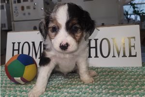 Romeo - Aussiedoodle for sale
