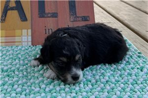 Dancer - puppy for sale
