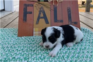 Dixie - Aussiedoodle for sale