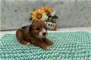 Tipsy - Aussiedoodle for sale