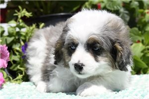 Jill - puppy for sale