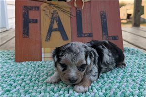 Lilac - puppy for sale
