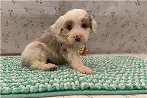 Klaus - Aussiedoodle for sale